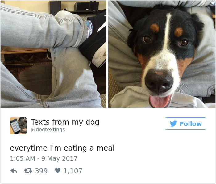 60 Funny Dog Tweets That Are Too Relatable 60 Funny Dog Tweets That Are Too Relatable