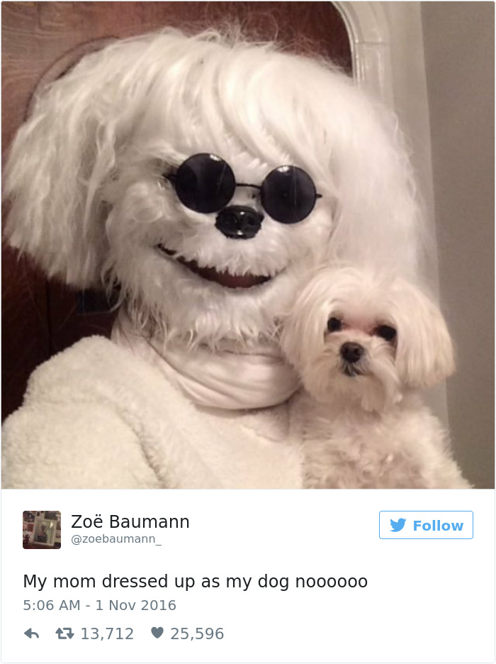 60 Funny Dog Tweets That Are Too Relatable 60 Funny Dog Tweets That Are Too Relatable