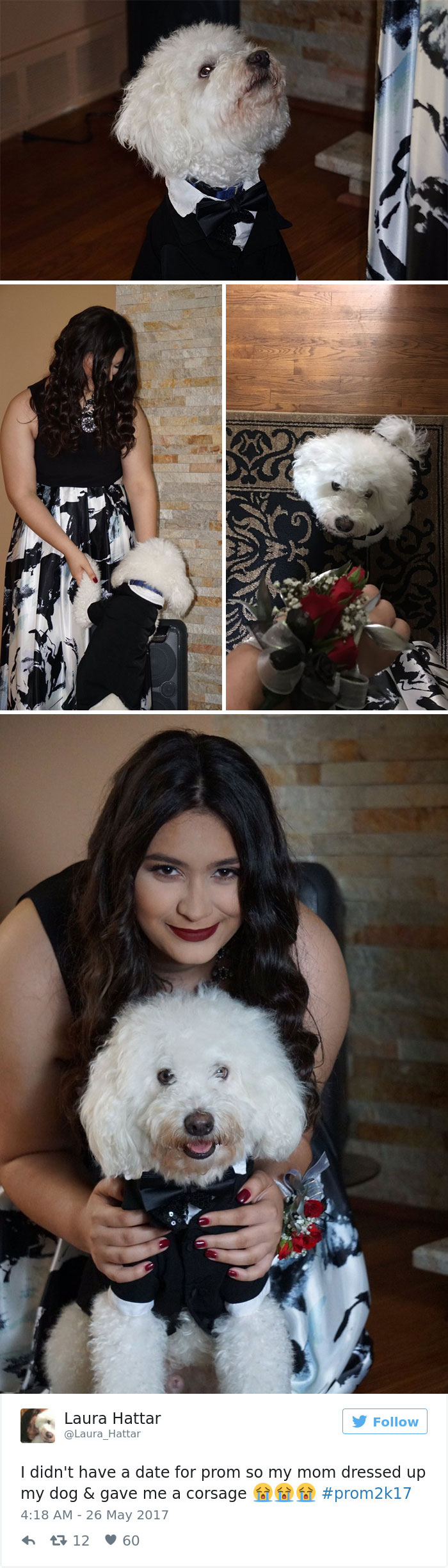 60 Funny Dog Tweets That Are Too Relatable 60 Funny Dog Tweets That Are Too Relatable