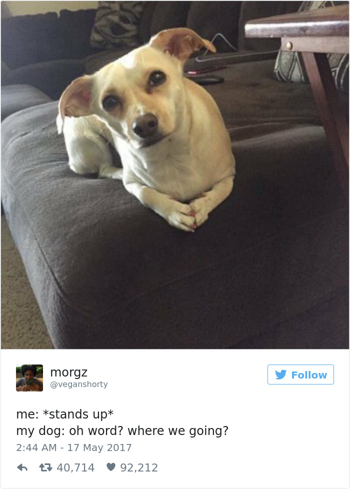 60 Funny Dog Tweets That Are Too Relatable 60 Funny Dog Tweets That Are Too Relatable