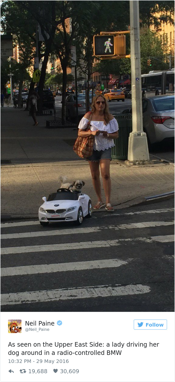 60 Funny Dog Tweets That Are Too Relatable 60 Funny Dog Tweets That Are Too Relatable