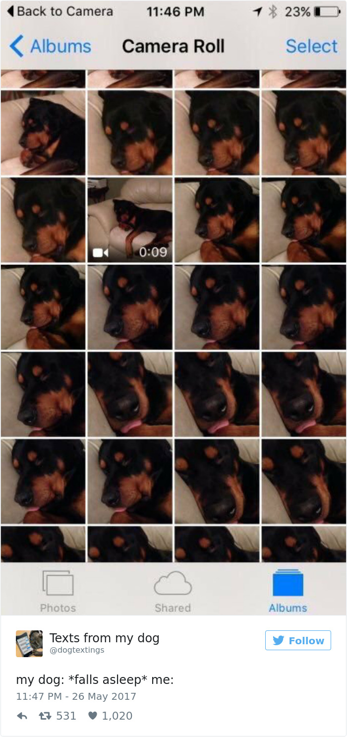 60 Funny Dog Tweets That Are Too Relatable 60 Funny Dog Tweets That Are Too Relatable