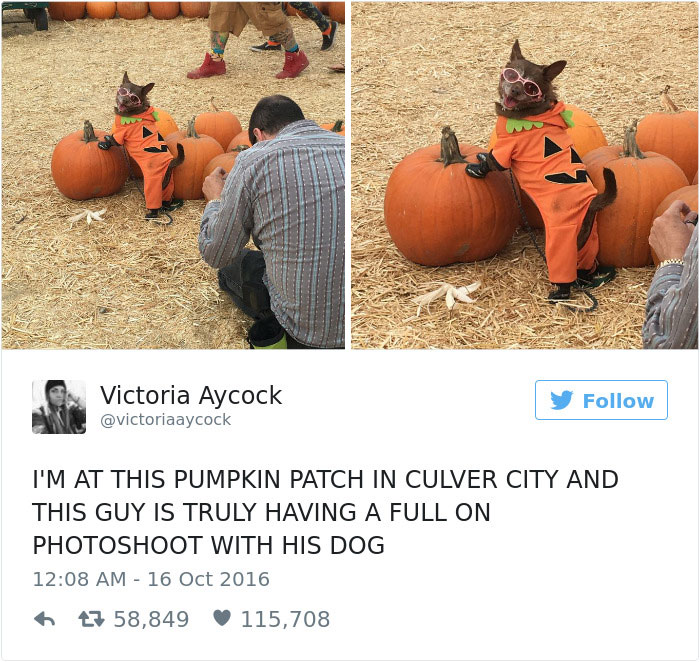 60 Funny Dog Tweets That Are Too Relatable 60 Funny Dog Tweets That Are Too Relatable