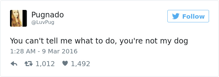 60 Funny Dog Tweets That Are Too Relatable 60 Funny Dog Tweets That Are Too Relatable