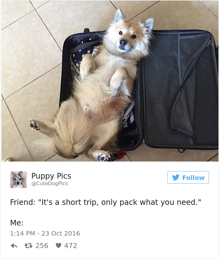 60 Funny Dog Tweets That Are Too Relatable 60 Funny Dog Tweets That Are Too Relatable