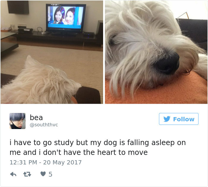 60 Funny Dog Tweets That Are Too Relatable 60 Funny Dog Tweets That Are Too Relatable