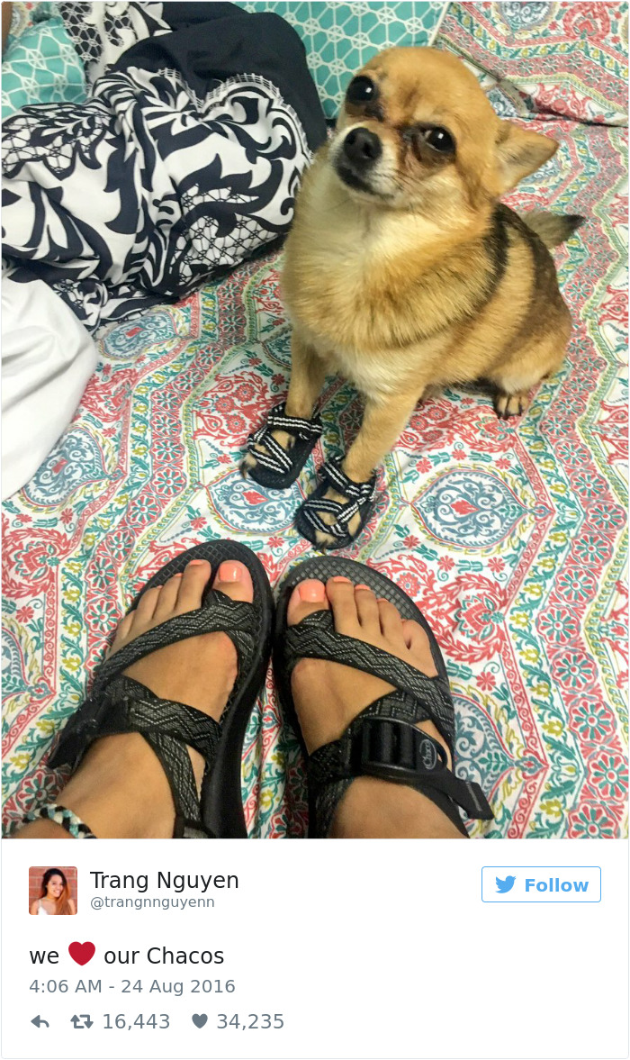 60 Funny Dog Tweets That Are Too Relatable 60 Funny Dog Tweets That Are Too Relatable