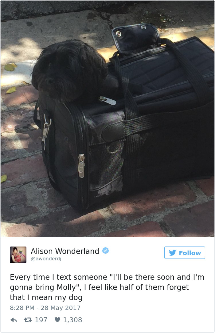 60 Funny Dog Tweets That Are Too Relatable 60 Funny Dog Tweets That Are Too Relatable