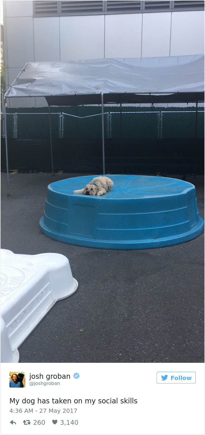 60 Funny Dog Tweets That Are Too Relatable 60 Funny Dog Tweets That Are Too Relatable