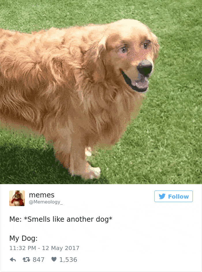 60 Funny Dog Tweets That Are Too Relatable 60 Funny Dog Tweets That Are Too Relatable