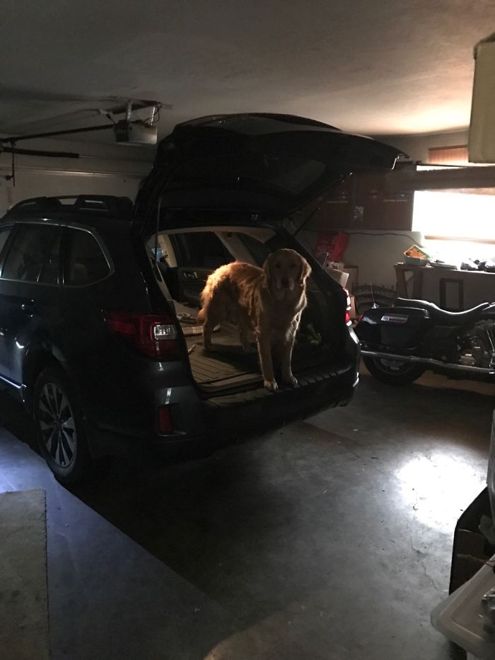 60 Funny Dog Tweets That Are Too Relatable 60 Funny Dog Tweets That Are Too Relatable