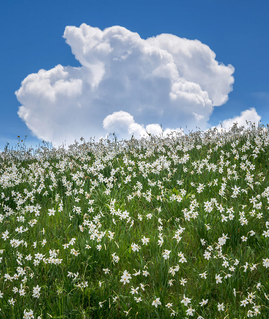 I Photographed Daffodils On The Slopes Of Mt. Golica I Photographed Daffodils On The Slopes Of Mt. Golica