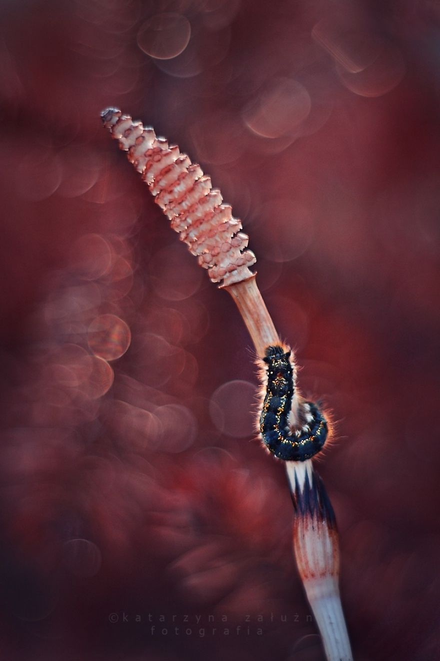 I Capture The Beautiful Polish Nature Through A Macro Lens