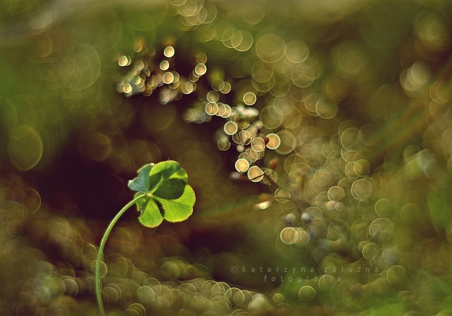 I Capture The Beautiful Polish Nature Through A Macro Lens