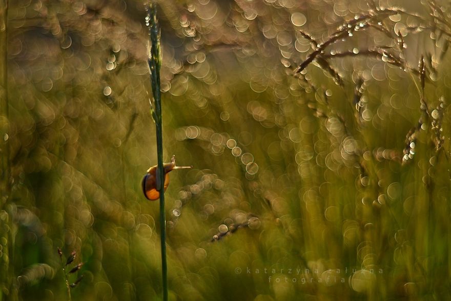 I Capture The Beautiful Polish Nature Through A Macro Lens