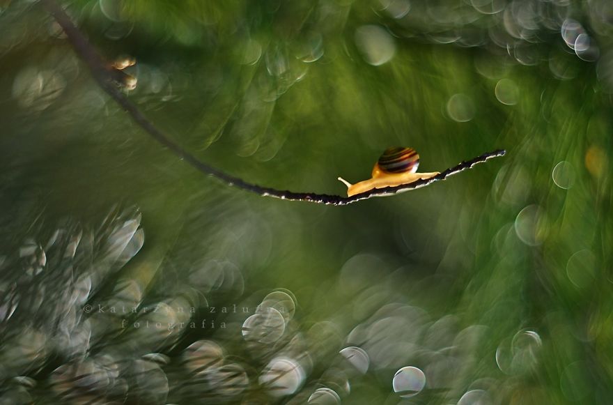 I Capture The Beautiful Polish Nature Through A Macro Lens