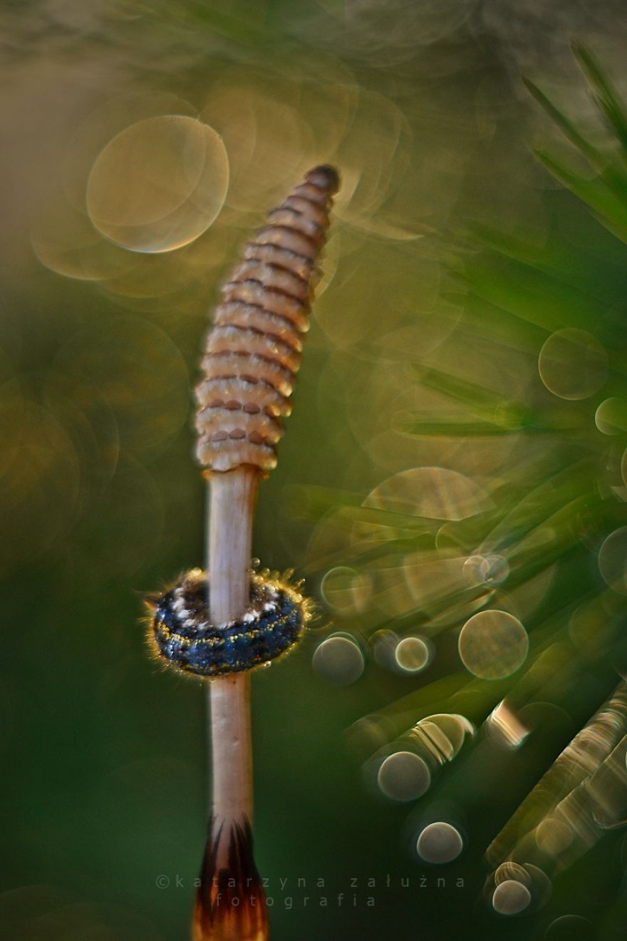 I Capture The Beautiful Polish Nature Through A Macro Lens