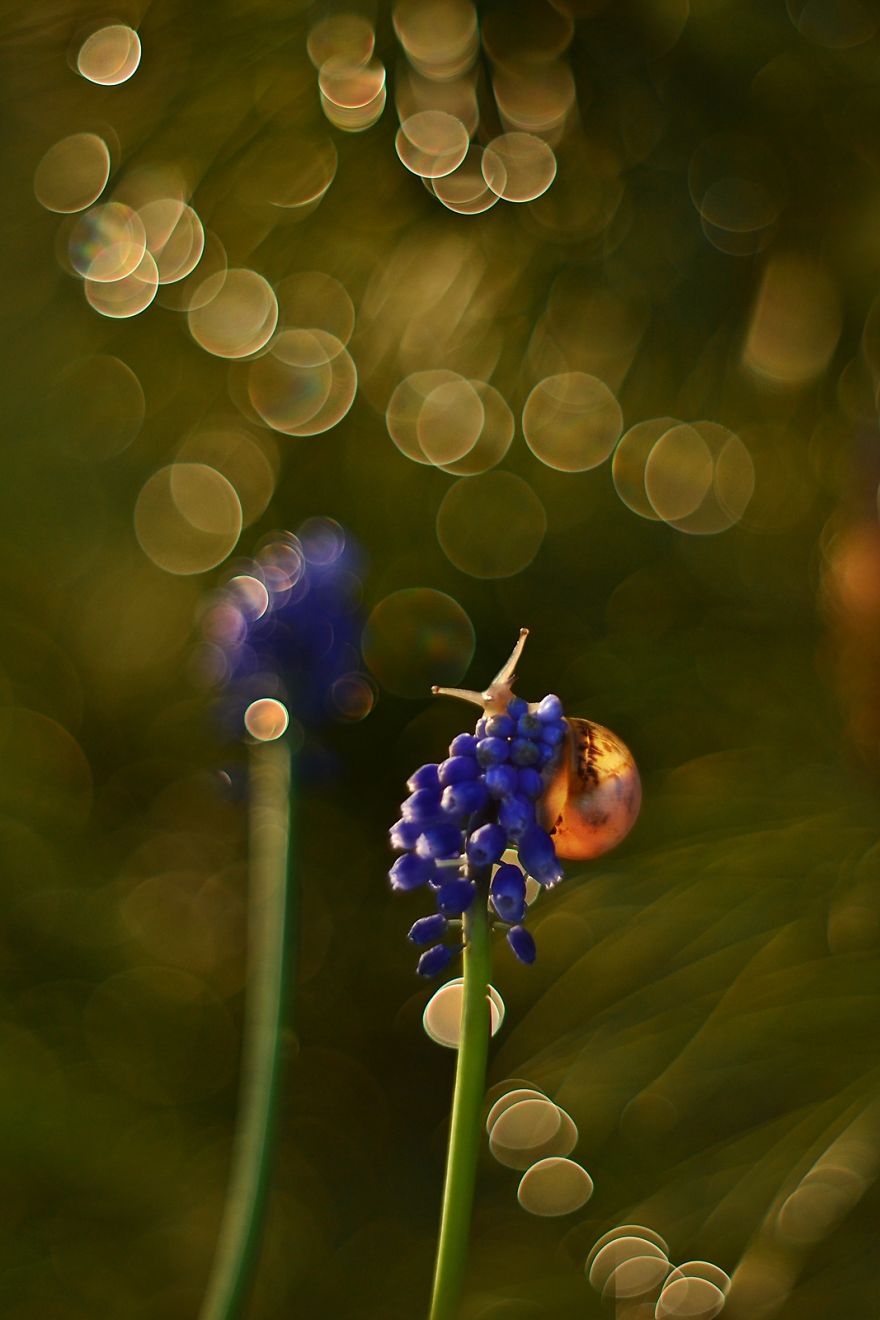 I Capture The Beautiful Polish Nature Through A Macro Lens