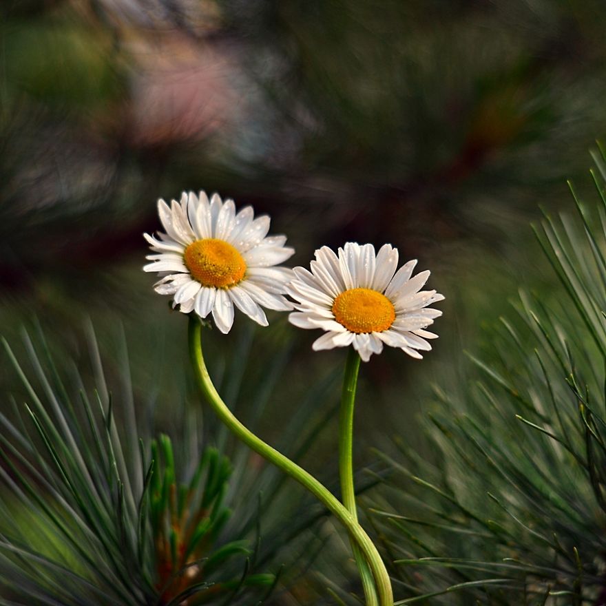 I Capture The Beautiful Polish Nature Through A Macro Lens