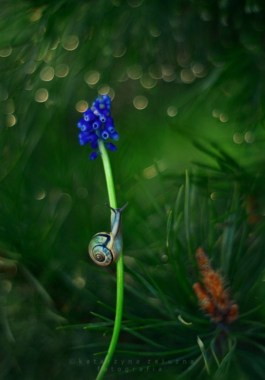I Capture The Beautiful Polish Nature Through A Macro Lens