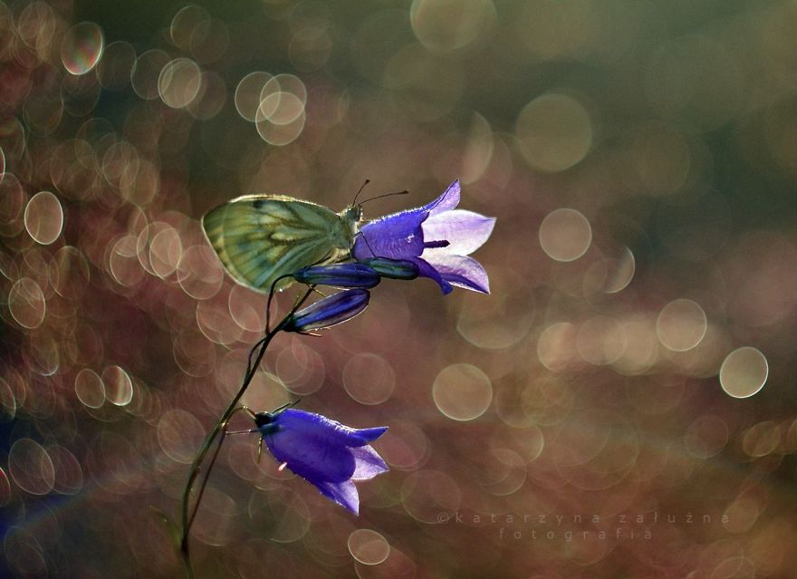 I Capture The Beautiful Polish Nature Through A Macro Lens