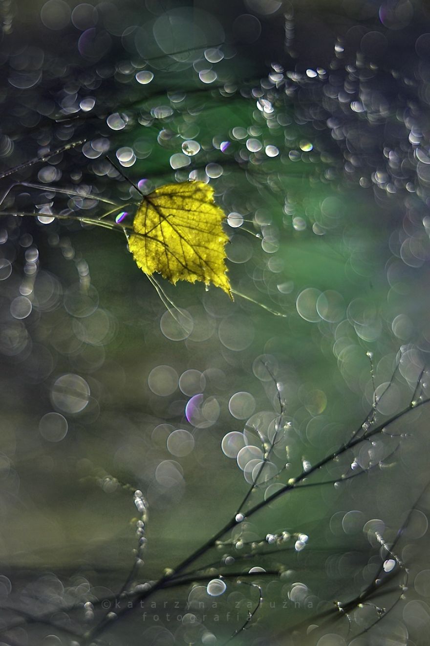 I Capture The Beautiful Polish Nature Through A Macro Lens