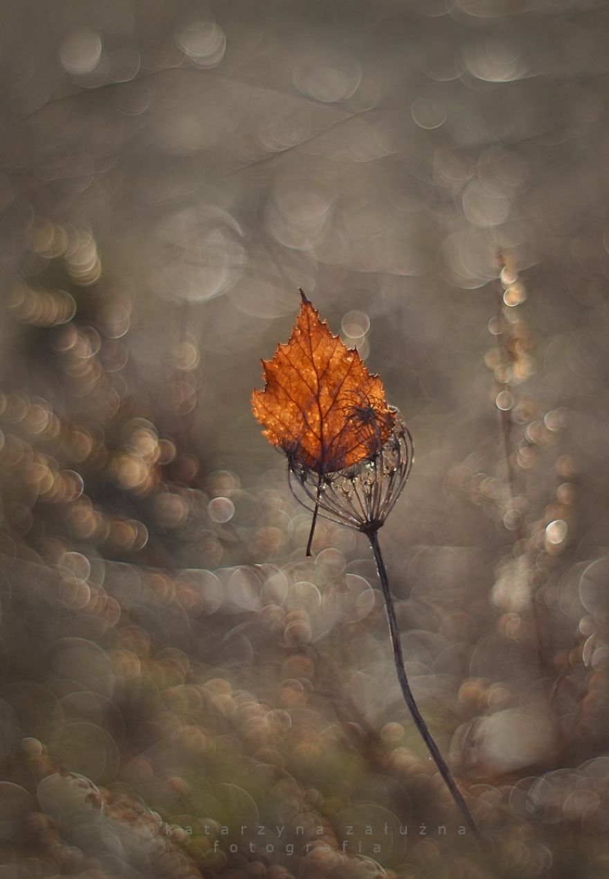 I Capture The Beautiful Polish Nature Through A Macro Lens