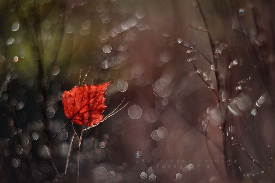 I Capture The Beautiful Polish Nature Through A Macro Lens