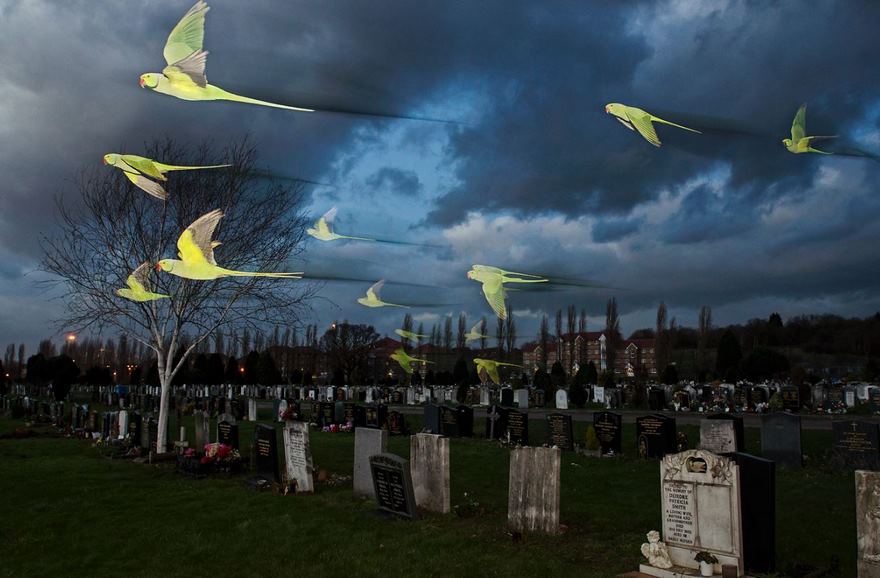 This Photographer Shoots Wildlife In European Cities This Photographer Shoots Wildlife In European Cities