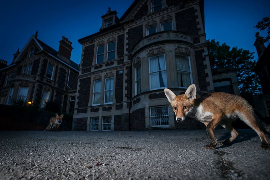 This Photographer Shoots Wildlife In European Cities This Photographer Shoots Wildlife In European Cities