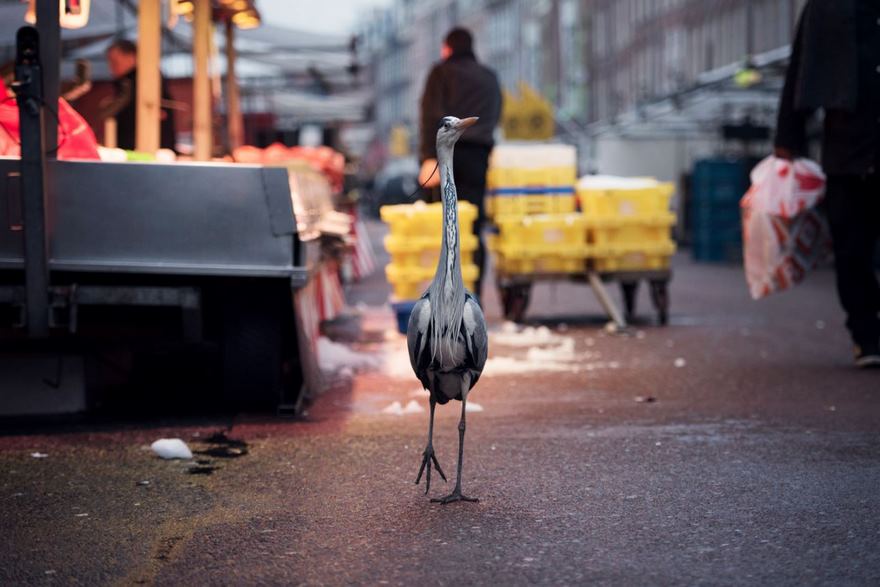 This Photographer Shoots Wildlife In European Cities This Photographer Shoots Wildlife In European Cities