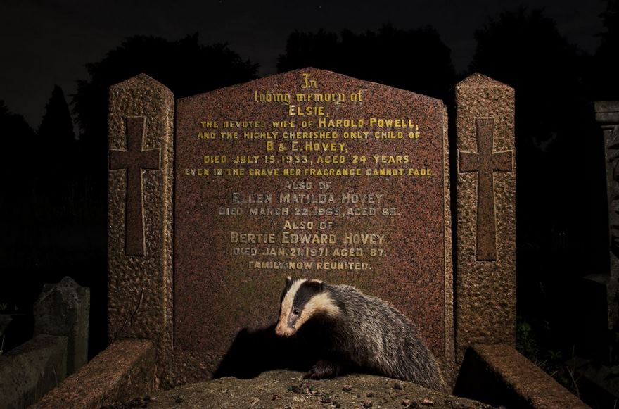 This Photographer Shoots Wildlife In European Cities This Photographer Shoots Wildlife In European Cities