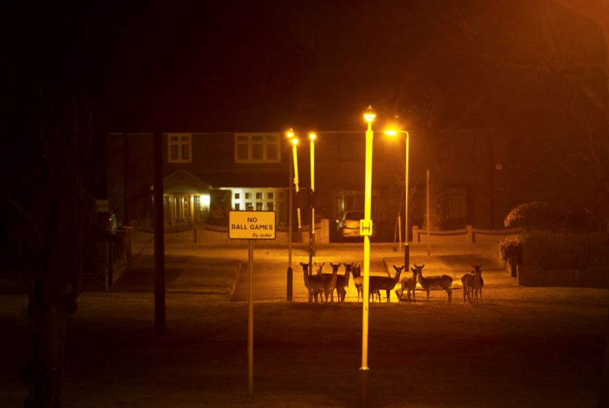 This Photographer Shoots Wildlife In European Cities This Photographer Shoots Wildlife In European Cities