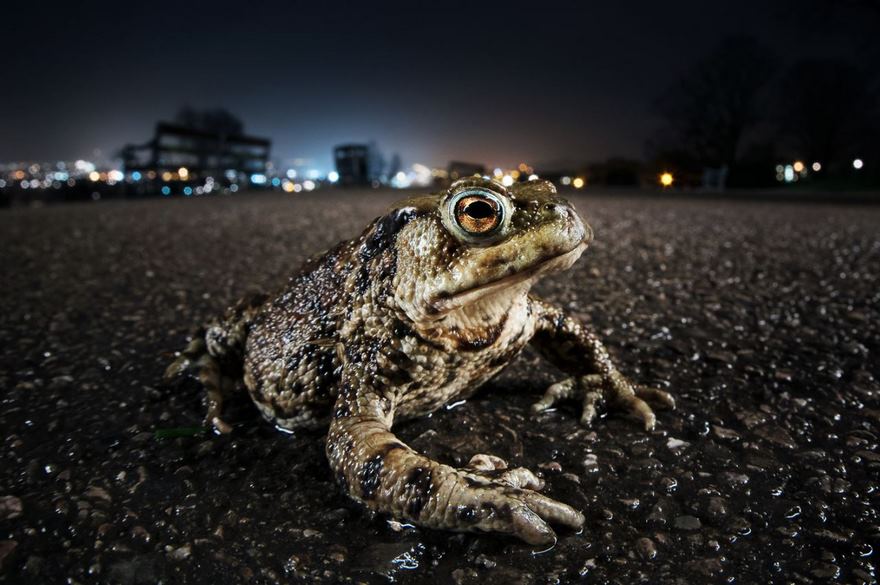 This Photographer Shoots Wildlife In European Cities This Photographer Shoots Wildlife In European Cities