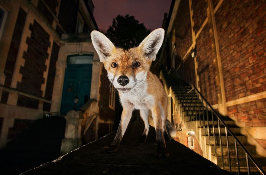 This Photographer Shoots Wildlife In European Cities This Photographer Shoots Wildlife In European Cities