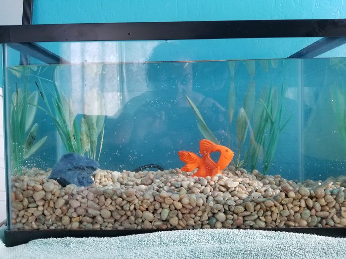 Owner Hasn&#8217;t Cleaned This Goldfish&#8217;s Aquarium For 1,5 Years, So This Hero Decided To Do Something About It