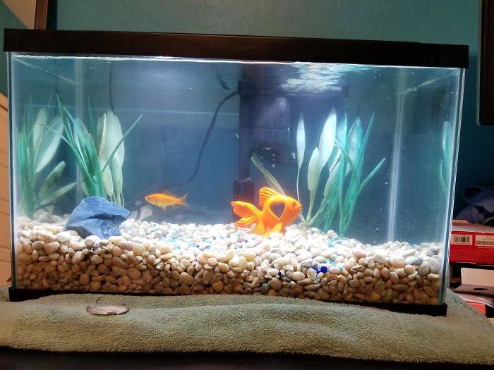 Owner Hasn&#8217;t Cleaned This Goldfish&#8217;s Aquarium For 1,5 Years, So This Hero Decided To Do Something About It