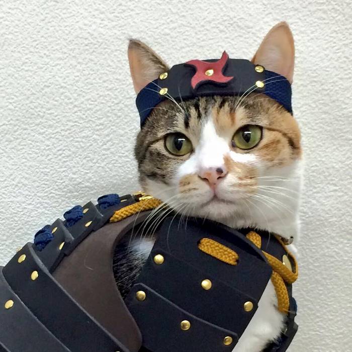 This Japanese Company Makes Samurai Armor for Cats and Dogs This Japanese Company Makes Samurai Armor for Cats and Dogs