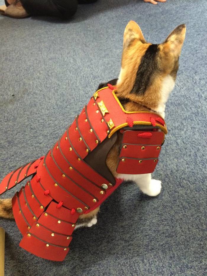 This Japanese Company Makes Samurai Armor for Cats and Dogs This Japanese Company Makes Samurai Armor for Cats and Dogs