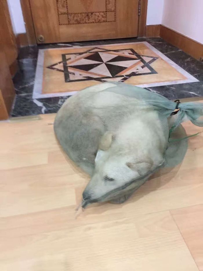 This Man Saw A Dog Being Sold For Meat And Just Couldn&#8217;t Walk By