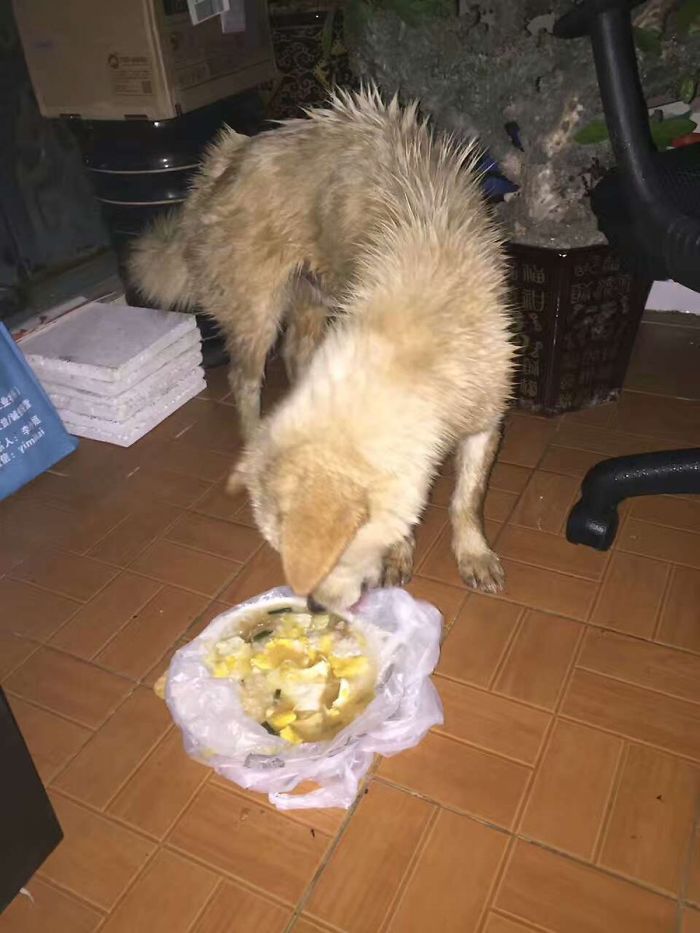 This Man Saw A Dog Being Sold For Meat And Just Couldn&#8217;t Walk By