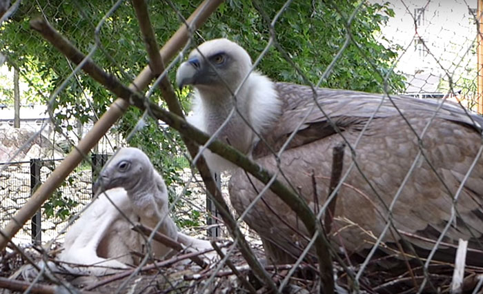 Two Gay Vultures Hatch An Abandoned Egg Together