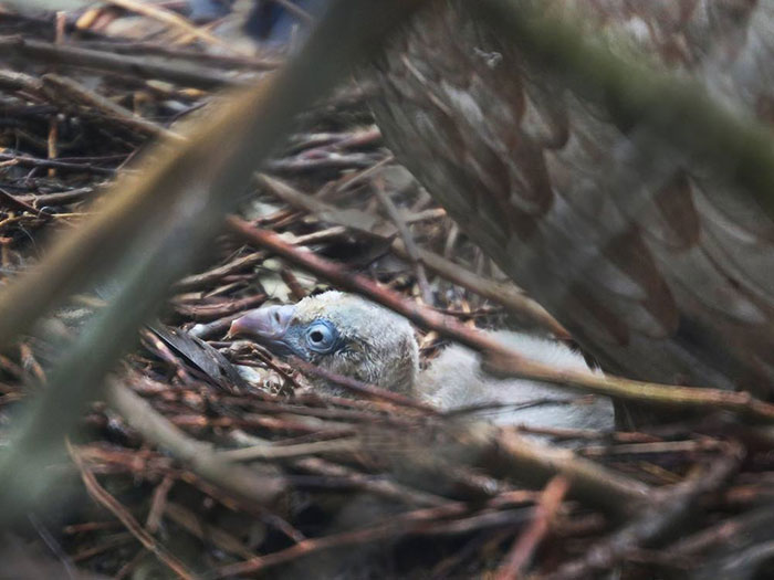 Two Gay Vultures Hatch An Abandoned Egg Together