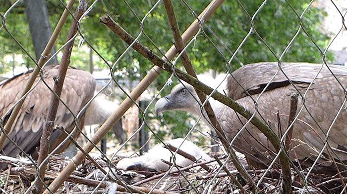 Two Gay Vultures Hatch An Abandoned Egg Together