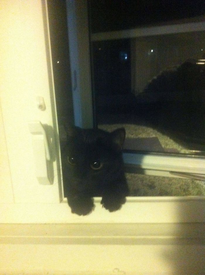 50 Of The Best &#8220;I Don&#8217;t Own A Cat&#8221; Moments That Have Ever Happened To Humans