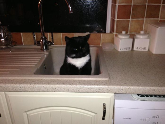 50 Of The Best &#8220;I Don&#8217;t Own A Cat&#8221; Moments That Have Ever Happened To Humans