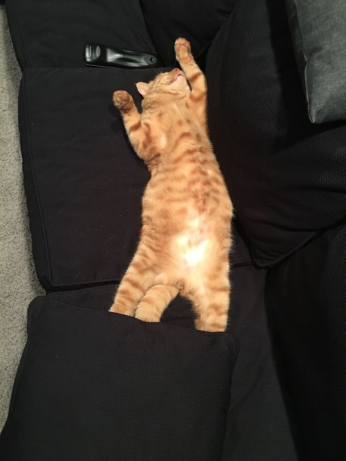 50 Of The Best &#8220;I Don&#8217;t Own A Cat&#8221; Moments That Have Ever Happened To Humans