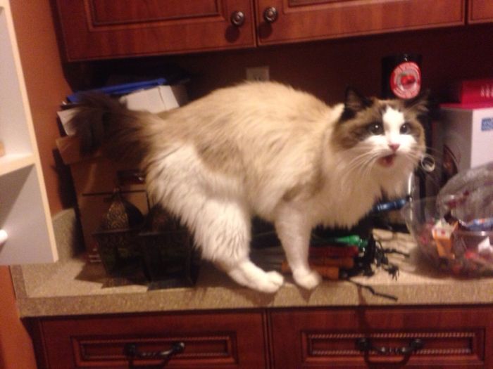 50 Of The Best &#8220;I Don&#8217;t Own A Cat&#8221; Moments That Have Ever Happened To Humans