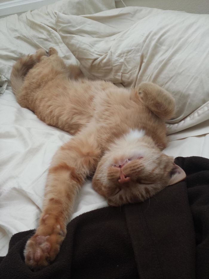 50 Of The Best &#8220;I Don&#8217;t Own A Cat&#8221; Moments That Have Ever Happened To Humans