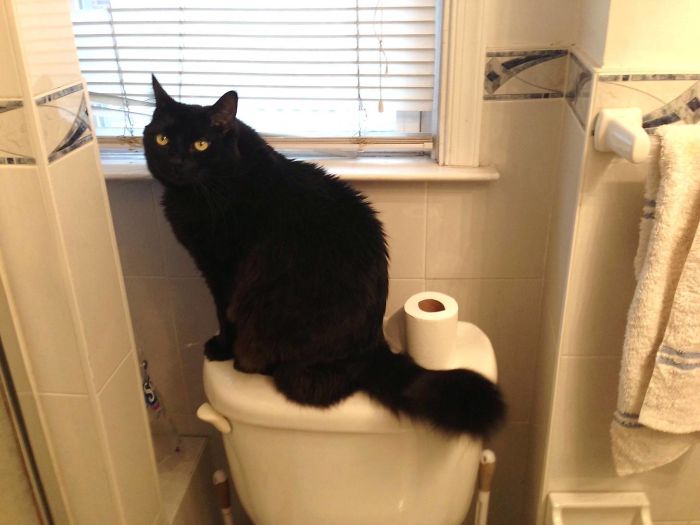 50 Of The Best &#8220;I Don&#8217;t Own A Cat&#8221; Moments That Have Ever Happened To Humans